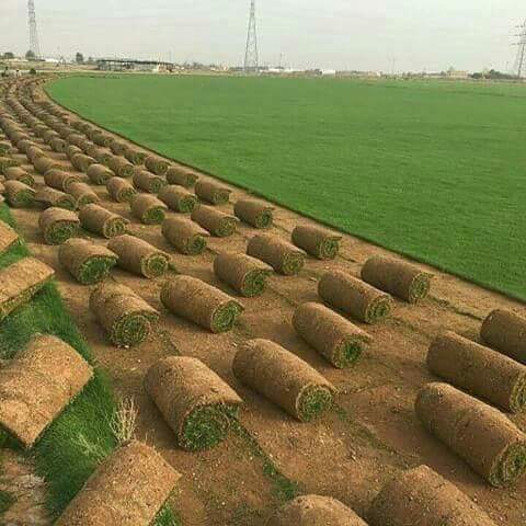ثيل طبيعي بالرياض