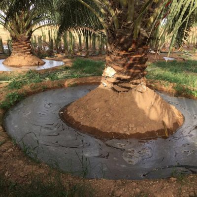 صيانة حدائق الرياض