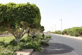 صيانة حدائق الرياض