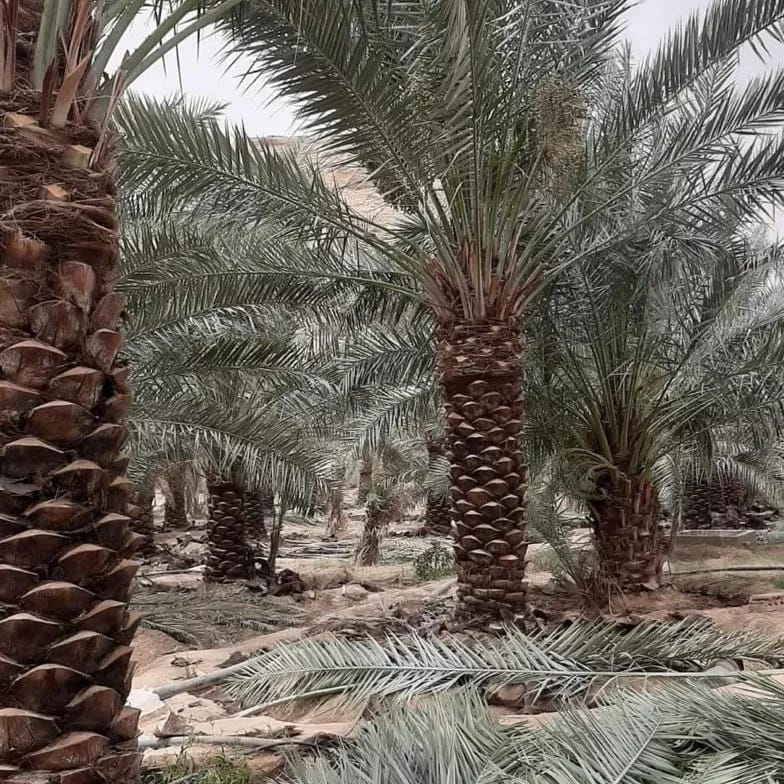 تنظيف النخيل بالرياض