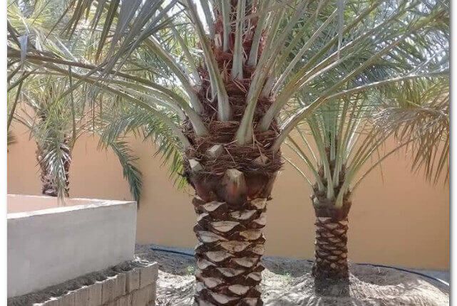 تنظيف النخيل بالرياض