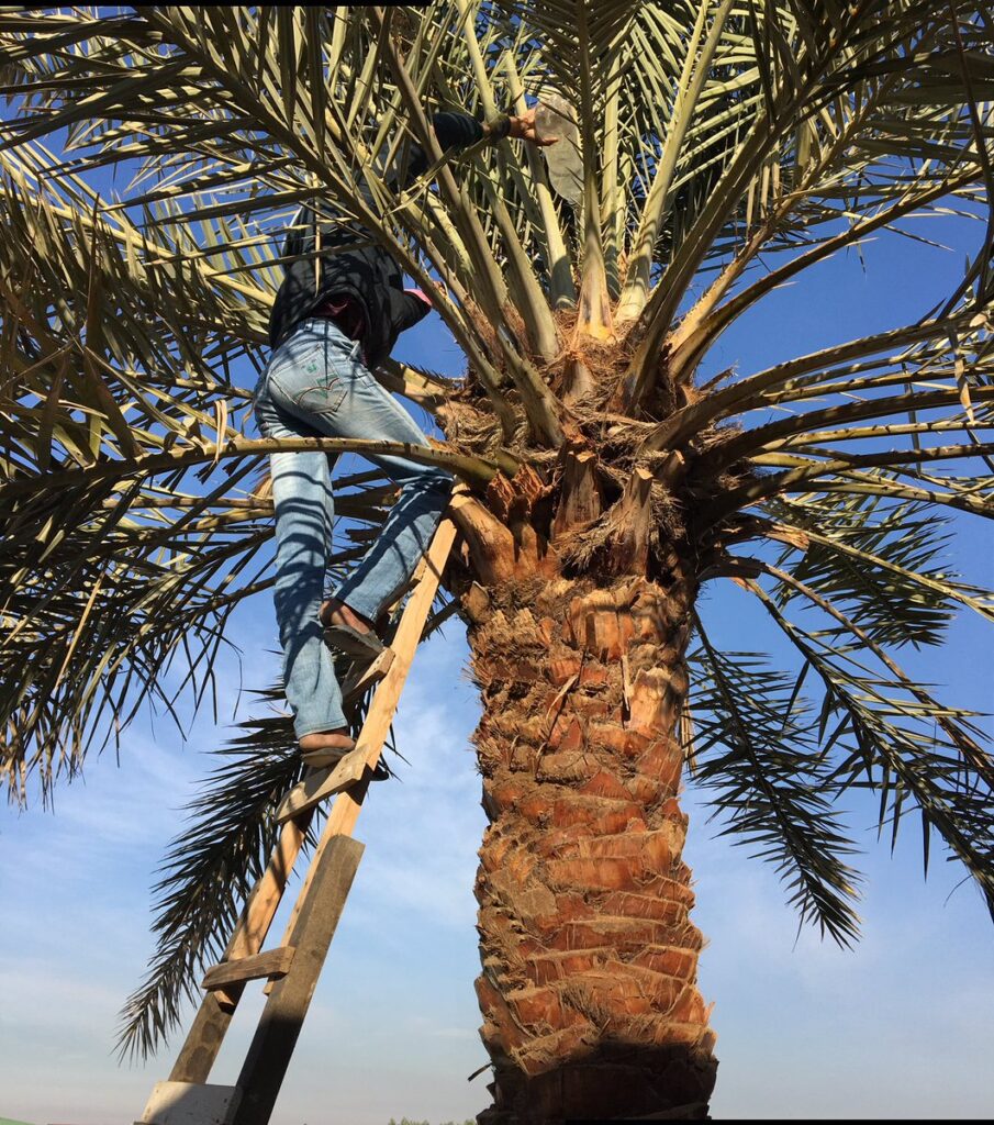 تركيب وتنظيف النخيل بالرياض