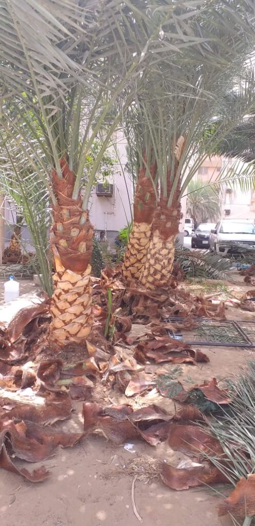 تركيب وتنظيف النخيل بالرياض